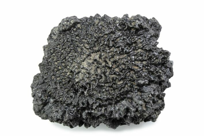 Fossil Glyptodont (Glyptotherium) Bony Armor Osteoderm - Florida #362291